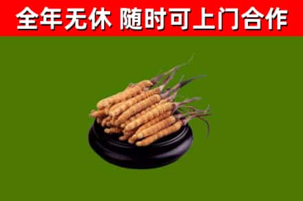 沛县烟酒回收冬虫夏草.jpg