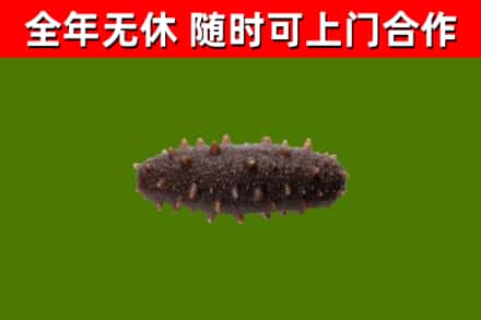 沛县烟酒回收干海参.jpg